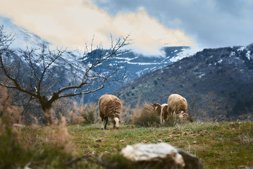 Cabras o ovejas pastando en un bonito prado con montañas nevadas de fondo y niebla.