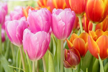 Colorful tulip flower blooming in natural garden, Closeup pink tulip flowers
