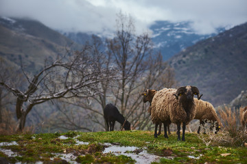 Cabras o ovejas pastando en un bonito prado con montañas nevadas de fondo y niebla.