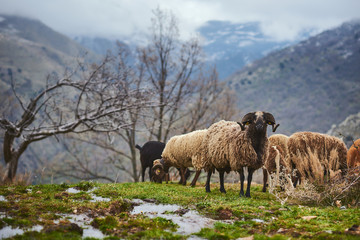 Obraz premium Cabras o ovejas pastando en un bonito prado con montañas nevadas de fondo y niebla.