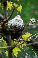 Ducula bicolor - white pigeon sitting on the nest.