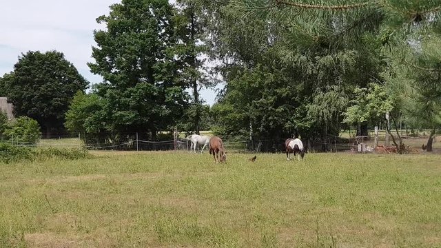 konie na pastwisku