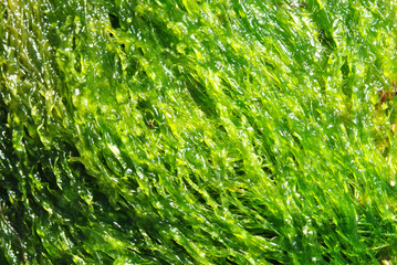 Green Algae close up