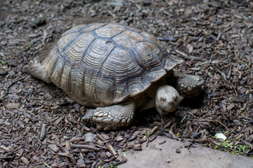 great Seychelles turtle in the forest