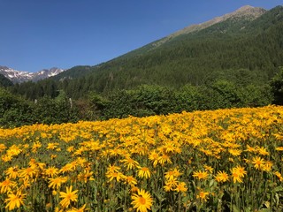 Fototapeta premium campo di arnica fiori petali giallo