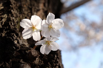 日本の桜の王者 染井吉野