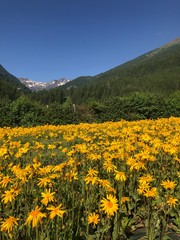 campo di arnica fiori petali giallo