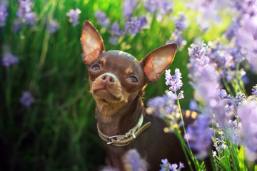 Toy terrier in flowers