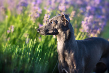 Italian greyhound in flowers