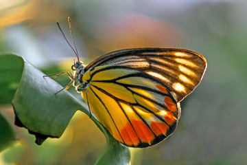 butterfly on yellow flower