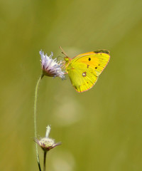 Clouded yellow butterfly (Colias croceus) isolated on a meadow scabious flower, with bright green foliage in soft focus at the background.