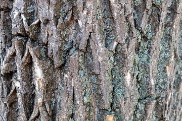 Closeup Embossed Tree Bark Texture Background	
