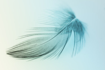 Blurred pastel feather blur, Pastel colors are simulated in feathers
