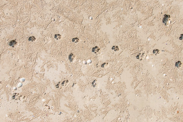 Dog footprint on the beach.