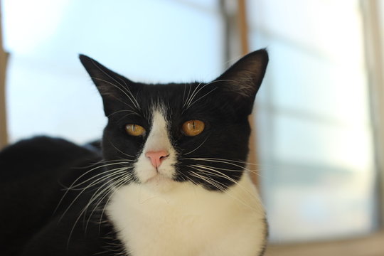 cute black and white family pet cat sitting playfully on a window sill in the family home, Australia