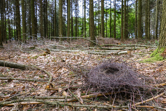 Nest lying on forest ground