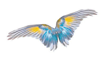 wings of birds on white background