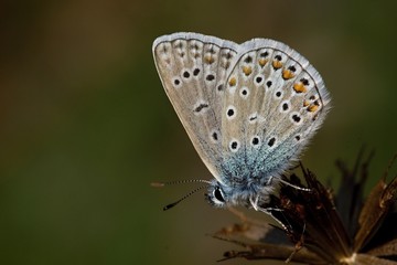 Chalkhill blue