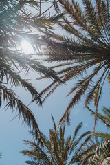 Palmen