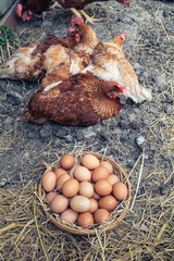 The eggs are in a basket near the hen in the chicken farm.