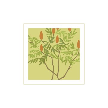  Tree sumac.Ripe berries of this tree, for oriental spices. Rhus - garden decoration. Botanical illustration