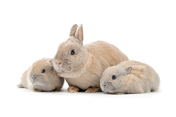 Kaninchenmutter mit zwei Babies