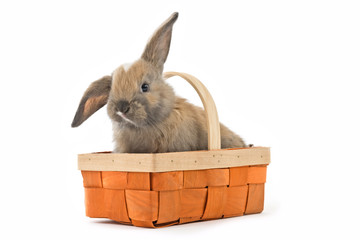 Baby Kaninchen im Osterkorb