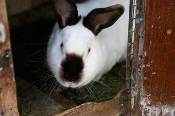 Obraz premium white rabbit with black ears in a cage