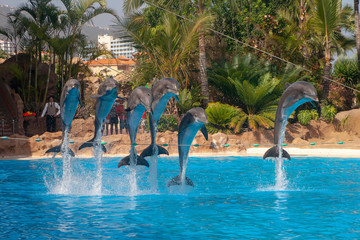 Delfines saltando en un parque acuático