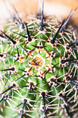 thorn cactus texture background.