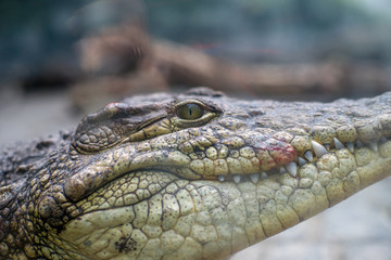 crocodile lies on the rocks in the zoo