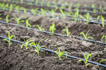 small corn field with drip irrigation