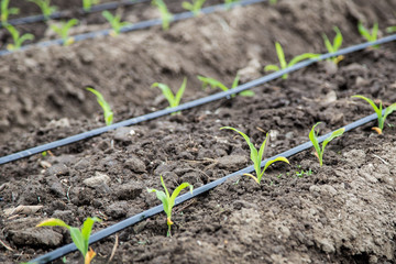 small corn field with drip irrigation