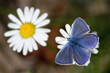 Common blue