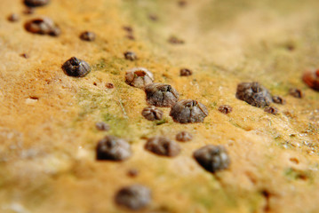 Barnacle group on the beach close up