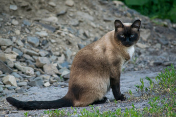 Siamese cat sits on the ground