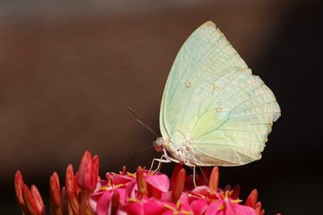 Lemon emigrant