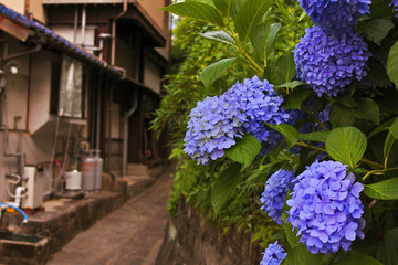 紫陽花と路地