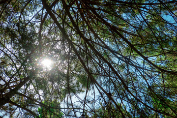 Fototapeta premium Woodland Recreation Area
