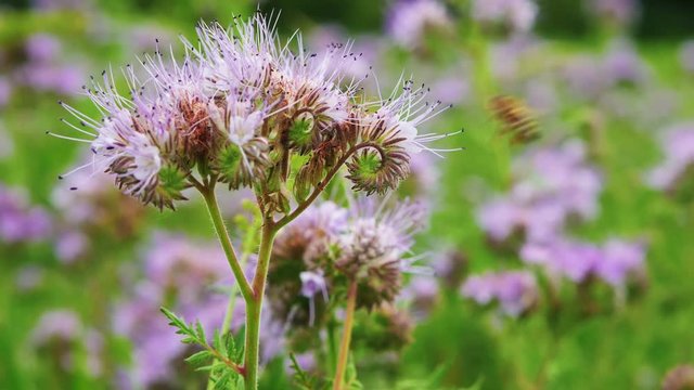 Bee pollinates phacelia. Close-up