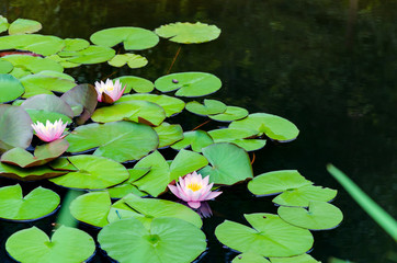water lily with a pink flower in the pond