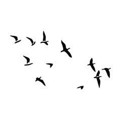 birds vector silhouette