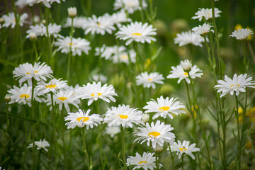 Fototapeta premium marguerite