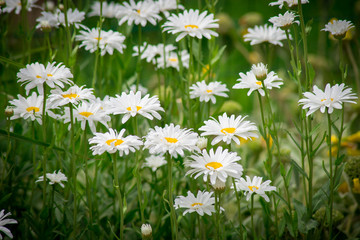 Fototapeta premium marguerite