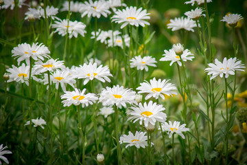 marguerite