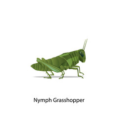 Nymph grasshopper vector on white background for all graphic designer,education,science.