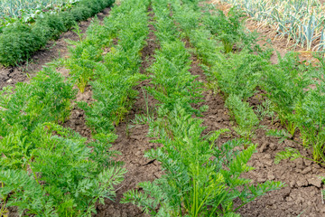 Young carrot plant sprouts grow on farm garden bed. Growing organic carrot crop - vegetables sprouts on farm field. Green carrot plant row growing.