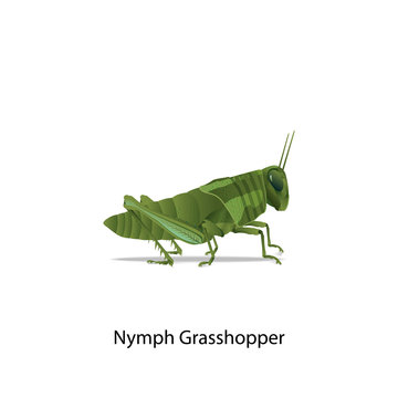 Nymph grasshopper vector on white background for all graphic designer,education,science.