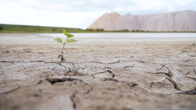 growing plant on dry cracked ground. the effects of the greenhouse effect. destruction of vegetation due to heat. threat of destruction of vegetation of the Earth.