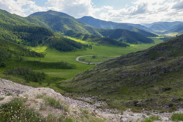 A picturesque place in the Altai Mountains with green trees and grass in the wild with a winding road at the foot under a blue sky with clouds on a warm summer day.